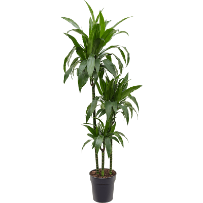 Растение горшечное Драцена/Dracaena fragrans 'Janet Craig'