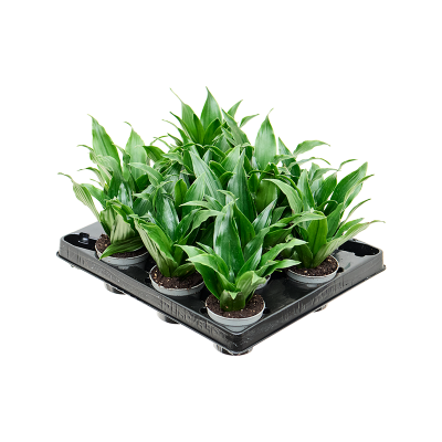 Растение горшечное Драцена/Dracaena fragrans 'Janet Craig' 12/tray