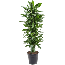 Dracaena fragrans 'Janet Lind'