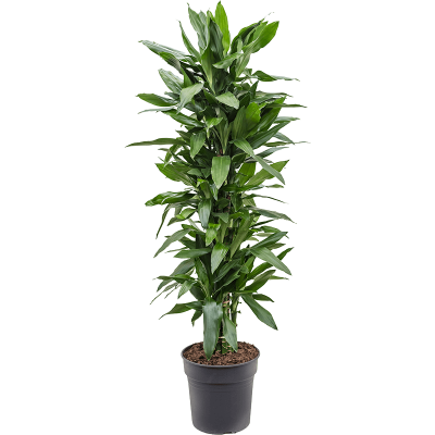 Растение горшечное Драцена/Dracaena fragrans 'Janet Lind'