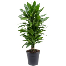 Dracaena fragrans 'Janet Lind'