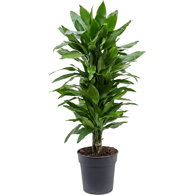 Растение горшечное Драцена/Dracaena fragrans 'Janet Lind'