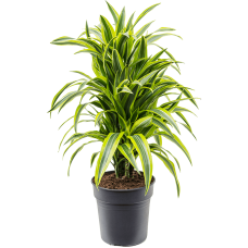 Dracaena fragrans 'Lemon Lime'