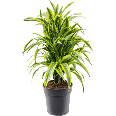 Растение горшечное Драцена/Dracaena fragrans 'Lemon Lime'