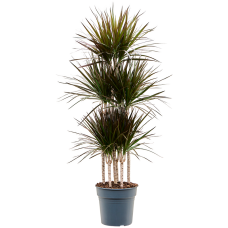 Dracaena marginata 'Magenta'