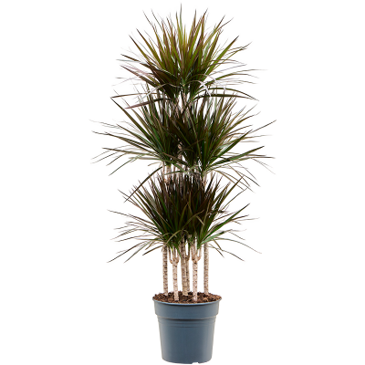 Растение горшечное Драцена/Dracaena marginata 'Magenta'