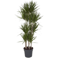 Dracaena marginata