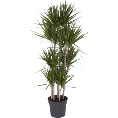 Растение горшечное Драцена/Dracaena marginata