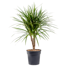 Dracaena marginata