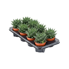 Gasteria hybride 'Aurora' 8/tray