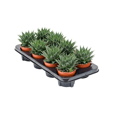 Растение горшечное Гастерия/Gasteria hybride 'Aurora' 8/tray