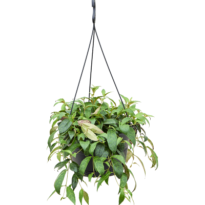 Растение горшечное Эсхинантус/Aeschynanthus marmoratus
