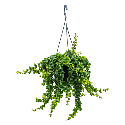 Растение горшечное Эсхинантус/Aeschynanthus 'Rasta'