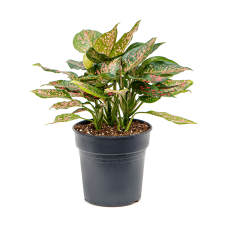 Aglaonema 'Anyamanee Red'