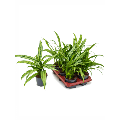 Растение горшечное Аглаонема/Aglaonema 'Cutlass' 6/tray