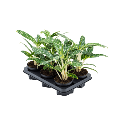 Растение горшечное Аглаонема/Aglaonema 'Ivy Green' 6/tray