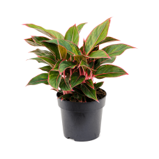 Aglaonema 'Jungle Red'
