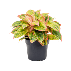 Aglaonema 'Salmon Fantasy'