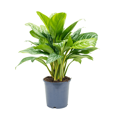 Растение горшечное Аглаонема/Aglaonema 'Stripes'