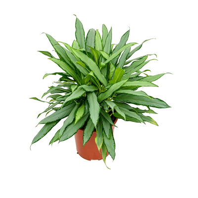 Растение горшечное Аглаонема/Aglaonema 'White Lance'