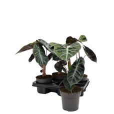 Alocasia pink dragon 4/tray