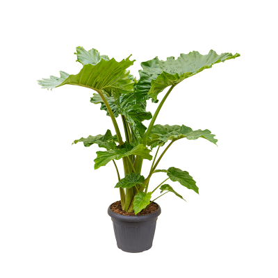 Растение горшечное Алоказия/Alocasia 'Portodora'