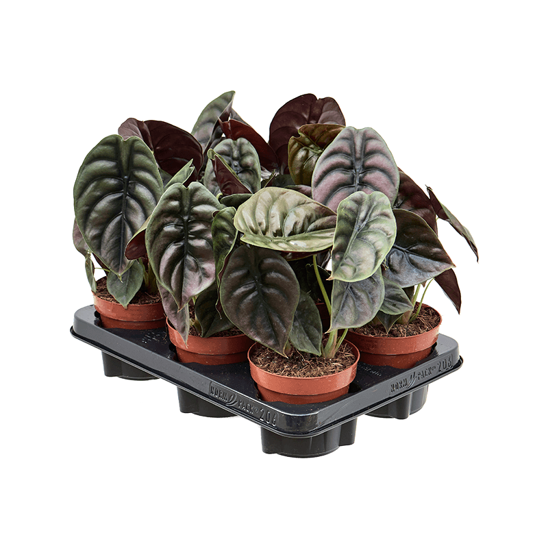 Алоказия Red Secret. Alocasia ред секрет. Alocasia cuprea “Red Secret”. Алоказия КУПРЕА ред Сикрет 50 см.