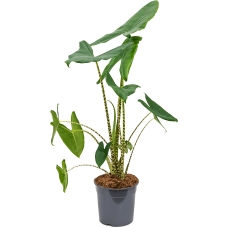 Alocasia zebrina