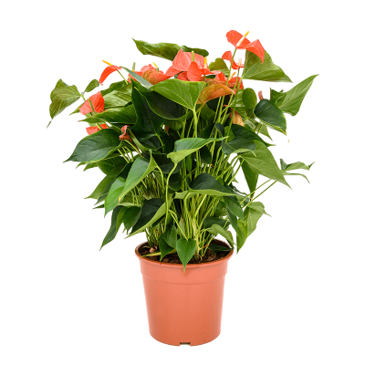 Растение горшечное Антуриум/Anthurium and. matiz
