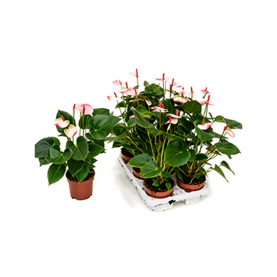 Растение горшечное Антуриум/Anthurium andraeanum 'Amalia Elegance' 6/tray