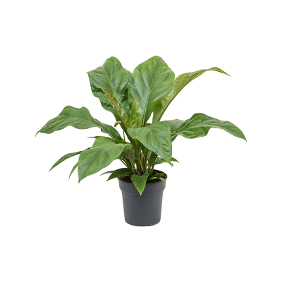 Растение горшечное Антуриум/Anthurium elipticum 'Jungle Bush'