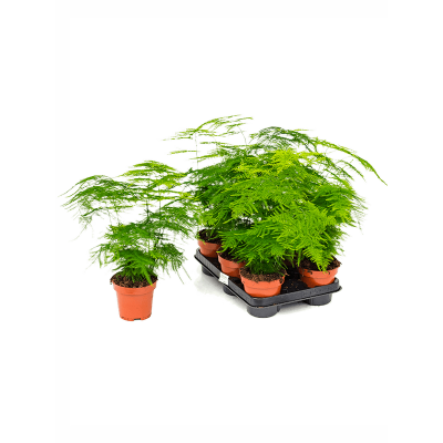 Растение горшечное Аспарагус/Asparagus setaceus plumosus 6/tray