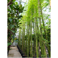 Bambusa siamensis