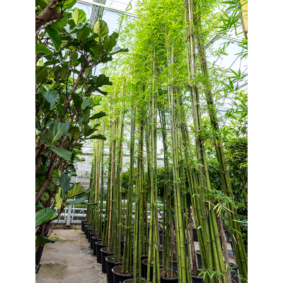 Растение горшечное Бамбук/Bambusa siamensis