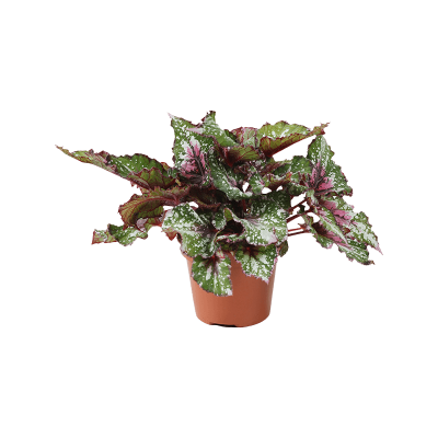 Растение горшечное Бегония/Begonia 'Alaska Creek' 4/tray