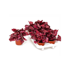 Begonia 'Redbull' 6/tray
