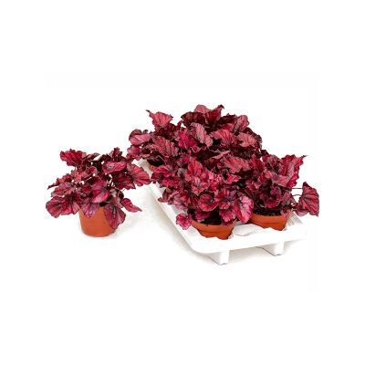 Растение горшечное Бегония/Begonia 'Redbull' 6/tray