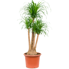 Beaucarnea recurvata