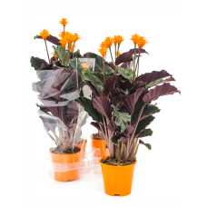 Calathea crocata 'Tassmania' 4/tray