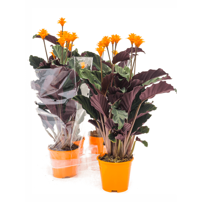 Растение горшечное Калатея/Calathea crocata 'Tassmania' 4/tray