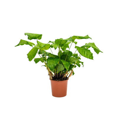 Растение горшечное Калатея/Calathea musaica (Network)