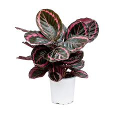 Calathea 'Suprise Star'