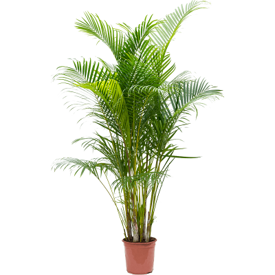 Растение горшечное Арека/Dypsis (Areca) lutescens