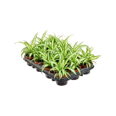 Растение горшечное Хлорофитум/Chlorophytum comosum 'Variegatum' 12/tray