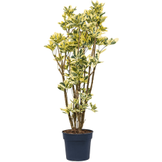 Croton (Codiaeum) variegatum 'Eburneum'