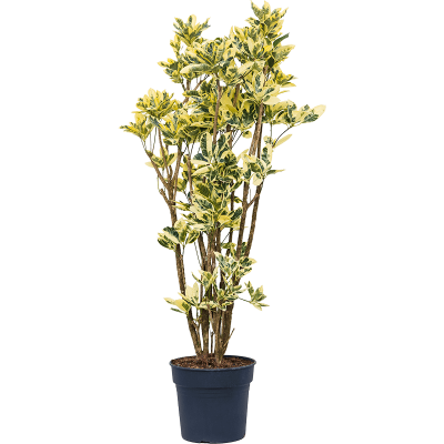 Растение горшечное Кротон/Croton (codiaeum) eburneum