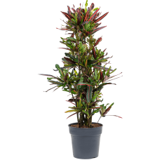 Croton (Codiaeum) variegatum 'Mammi'