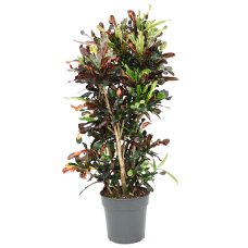 Croton (Codiaeum) variegatum 'Mammi'