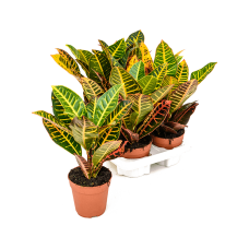 Croton (Codiaeum) variegatum 'Petra' 6/tray