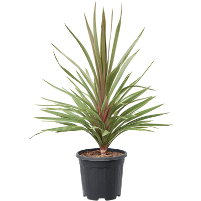 Растение горшечное Кордилина/Cordyline australis 'Red Heart'